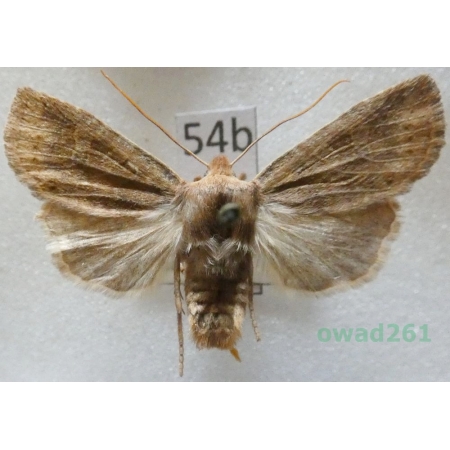 Conistra vaccinii (Linnaeus, 1761) Porożnica jagodówka Czech54b